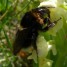 Bondarul – Bombus terrestris L.