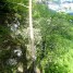 O addenda privind răspândirea speciei Amelanchier ovalis Medik.