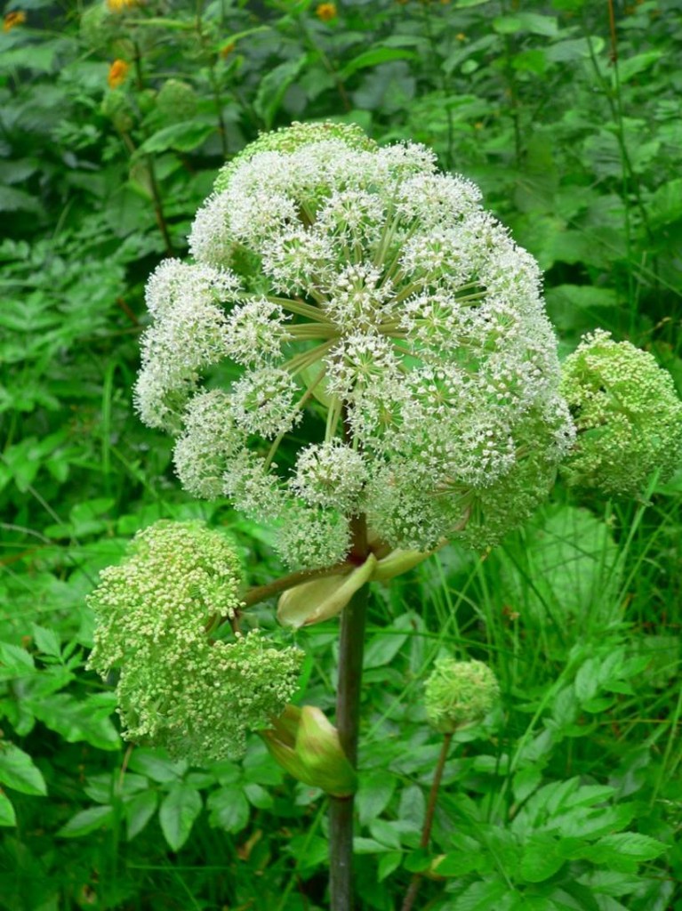 Angelica archangelica Munte si flori