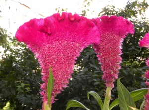 Celosia cristata - AMARANTHACEAE - creasta-cocoșului foto: Marelena Pușcarciuc 14 august 2010 - Onești/BC 