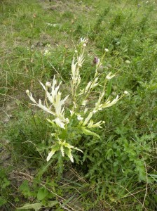 Cirsium arvensis - ASTERACEAE - pălămidă foto: Marelena Pușcarciuc 21 august 2011 - Dl. Cărpiniș (Munții Vrancei) [Pârvulești/M-rea Cașin/BC]