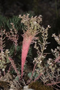 Sedum hispanicum - CRASSULACEAE - șoaldină-aurie foto: Adrian Schlesinger (căruia îi mulțumim !) 14 iulie 2013 - Băița (Munții Metaliferi)